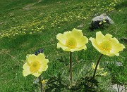 33 Distese di Pulsatilla alpina sulphurea (Anemone sulfureo)
